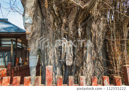 Breast Ginkgo [Ikusaka Village, Higashichikuma District] 112555222