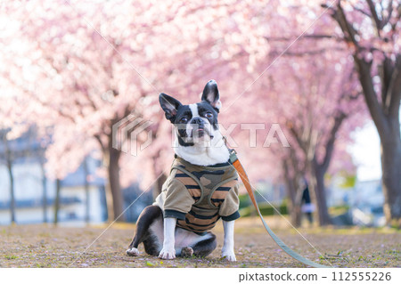Boston Terrier sitting with cherry blossoms in the background 112555226