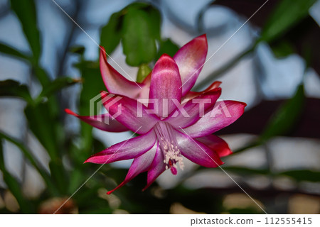 A house plant called zygocactus.Beautiful flowering indoor plant. A beautiful, bright flower. 112555415