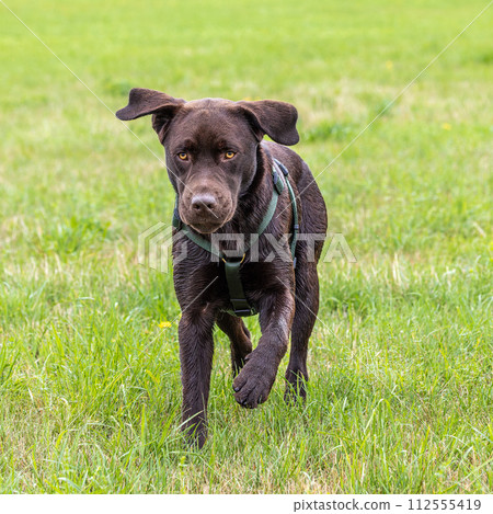 Labrador retriever, Canis lupus familiaris on a grass field. Healthy chocolate brown labrador retriever Labrador retriever, Canis lupus familiaris on a grass field. Healthy chocolate brown labrador retriever 112555419