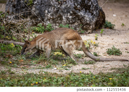The agile wallaby, Macropus agilis also known as the sandy wallaby 112555436