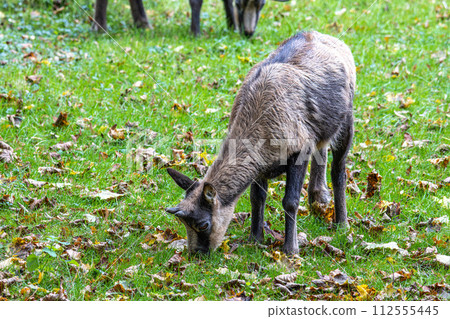 Apennine chamois, Rupicapra pyrenaica ornata, is living in Italy and Spain 112555445