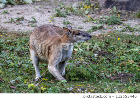 The agile wallaby, Macropus agilis also known as the sandy wallaby The agile wallaby, Macropus agilis also known as the sandy wallaby 112555446