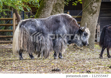 The domestic Yak, Bos mutus grunniens in a park The domestic Yak, Bos mutus grunniens in a park 112555447