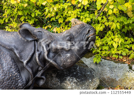 The Indian Rhinoceros, Rhinoceros unicornis aka Greater One-horned Rhinoceros 112555449