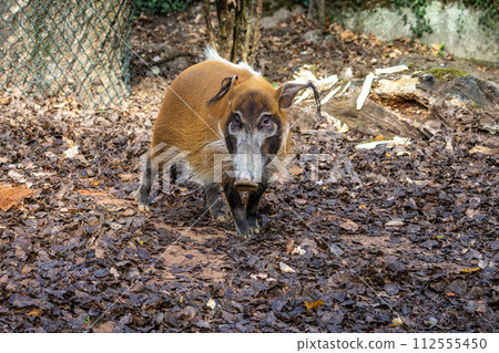 Red river hog, Potamochoerus porcus, also known as the bush pig. Red river hog, Potamochoerus porcus, also known as the bush pig. 112555450