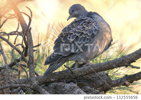Turtledove  112555656