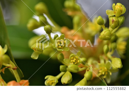 Machilus flower 112555882