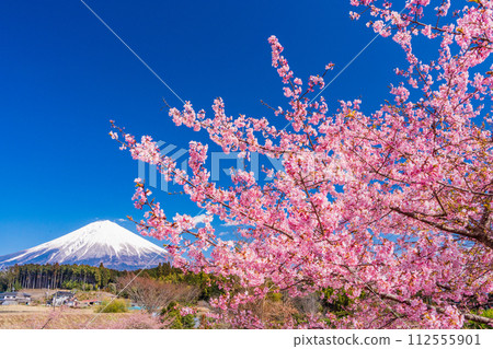 (靜岡縣)富士宮和富士山的梯田裡盛開的河津櫻花 (靜岡縣)富士宮和富士山的梯田裡盛開的河津櫻花 112555901