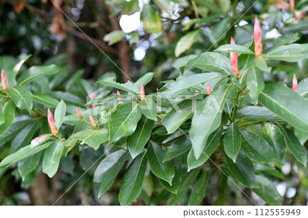 黑松的萌芽 黑松的萌芽 112555949