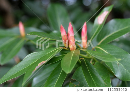 黑松的萌芽 黑松的萌芽 112555950