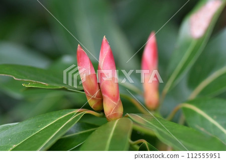 黑松的萌芽 黑松的萌芽 112555951