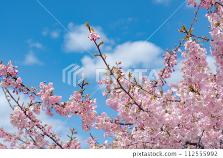 Kawazu cherry tree in full bloom shining in the blue sky 112555992