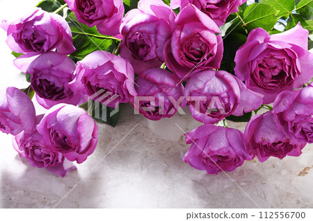Damask rose 112556700