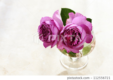 Damask rose 112556721