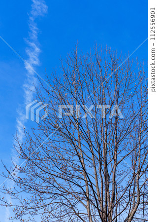 2024 年春季，奈良市住宅區，一棵懸鈴樹在晴朗的藍天和凝結尾下露出新芽① 112556901