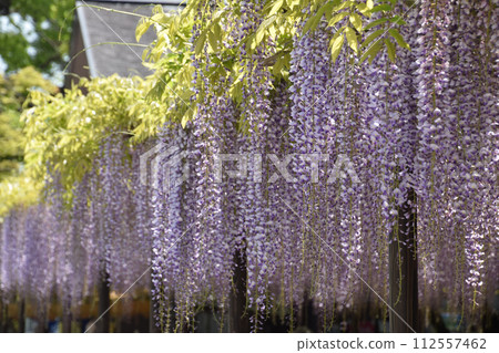 Landscape with wisteria flowers ~ Wisteria flowers in full bloom @ wisteria trellis 112557462