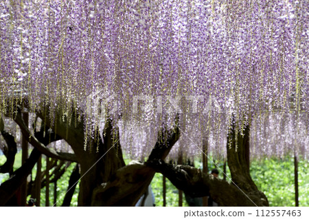 Landscape with wisteria flowers ~ Wisteria flowers in full bloom @ wisteria trellis Landscape with wisteria flowers ~ Wisteria flowers in full bloom @ wisteria trellis 112557463