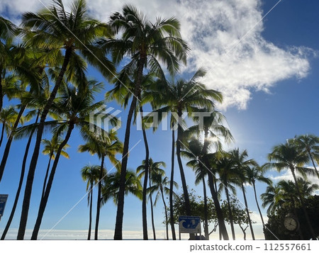 Palm tree of Waikiki Beach 112557661