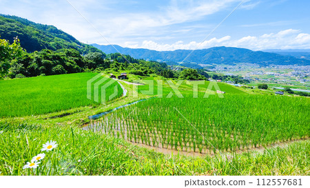 Obasute 的梯田（6 月） 112557681