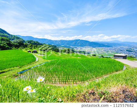 Obasute 的梯田（6 月） 112557682