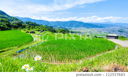 Obasute 的梯田（6 月） 112557683