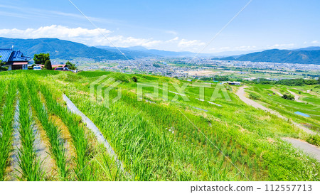 Obasute 的梯田（6 月） 112557713