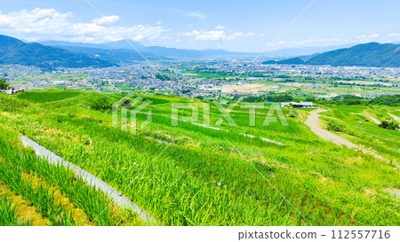 Obasute 的梯田（6 月） 112557716