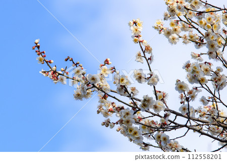 梅花告訴春天的到來 112558201