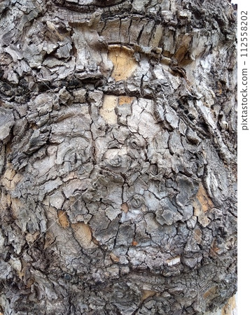公園裡的老樹幹特寫 公園裡的老樹幹特寫 112558202