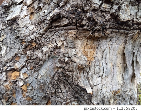 公園裡的老樹幹特寫 公園裡的老樹幹特寫 112558203
