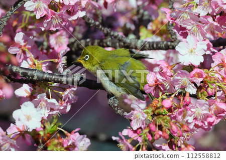 靜岡縣沼津市井田 早開的河津櫻花和白眼艷粉色 112558812