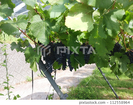 釀酒廠葡萄藤 112558964