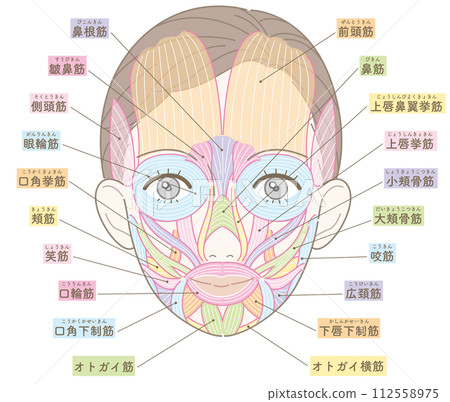 Facial muscles, hairstyle, name, female Facial muscles, hairstyle, name, female 112558975