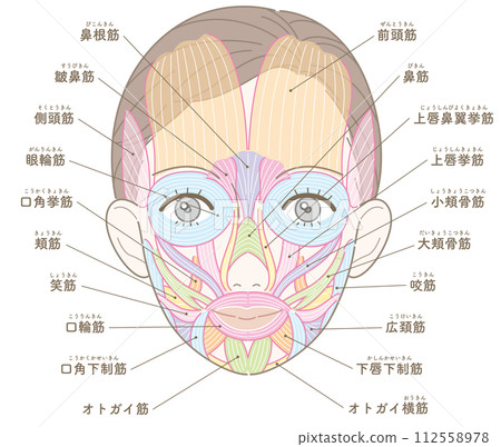 Facial muscles, hair style, name, no text color, female 112558978