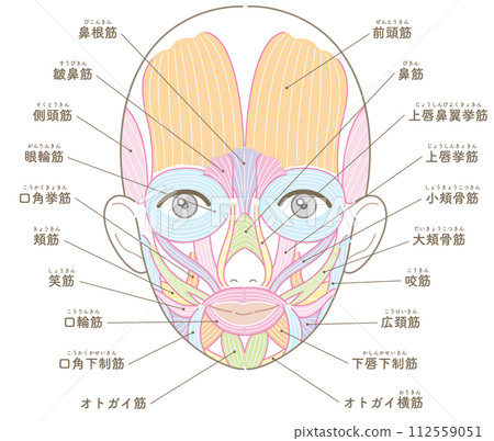 Facial muscles, no hairstyle, name, no text color, female Facial muscles, no hairstyle, name, no text color, female 112559051