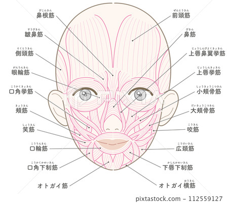 Facial muscles muscle line drawing with name female Facial muscles muscle line drawing with name female 112559127