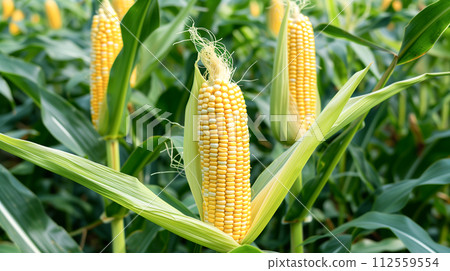 Corn cob on the stalk in organic field for harvest. 112559554