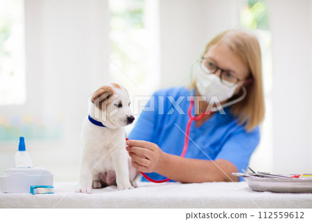 Vet examining dog. Puppy at veterinarian doctor. Vet examining dog. Puppy at veterinarian doctor. 112559612
