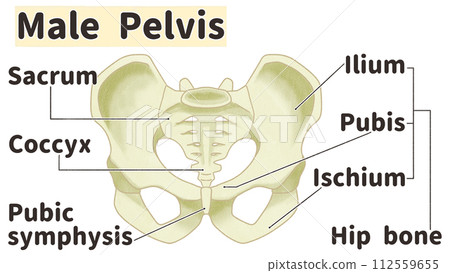 Realistic male pelvis structure and names - easy-to-understand English illustrations 112559655
