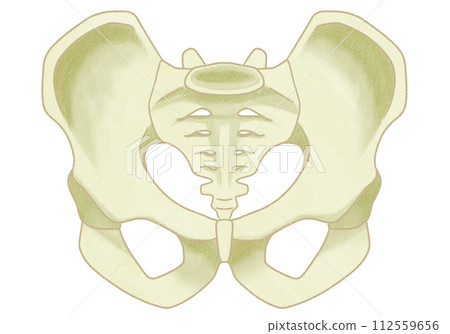 Realistic male pelvis structure - easy to understand illustrations 112559656