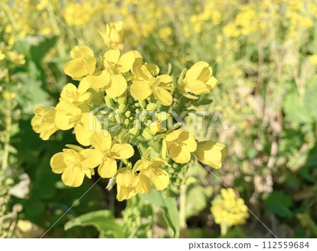 Stock Photo: A field of rape blossoms (near view) Stock Photo: A field of rape blossoms (near view) 112559684