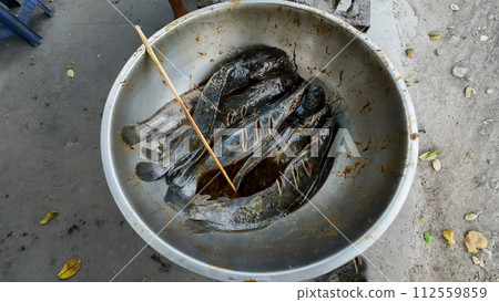 Catfish, Grilled, Animal, Animal Body Part, Animal Head Catfish, Grilled, Animal, Animal Body Part, Animal Head 112559859