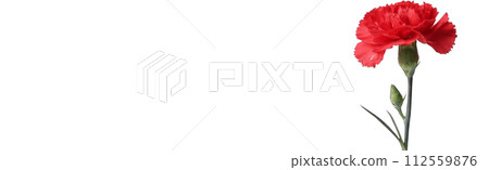 白色背景的康乃馨圖像 白色背景的康乃馨圖像 112559876