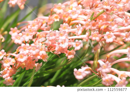 盛開的基爾坦蘇斯 112559877