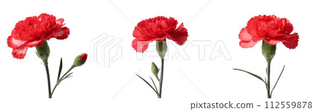 白色背景的康乃馨圖像 112559878