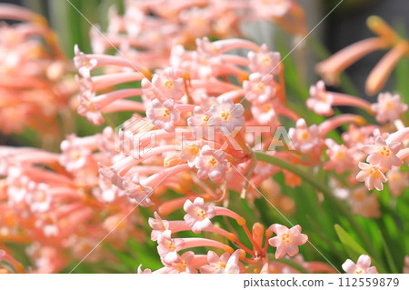 盛開的基爾坦蘇斯 112559879