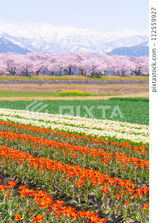 Spring quartet 112559927