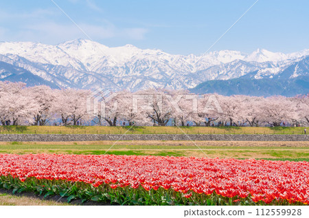 Spring quartet 112559928