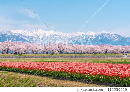 Spring quartet 112559929